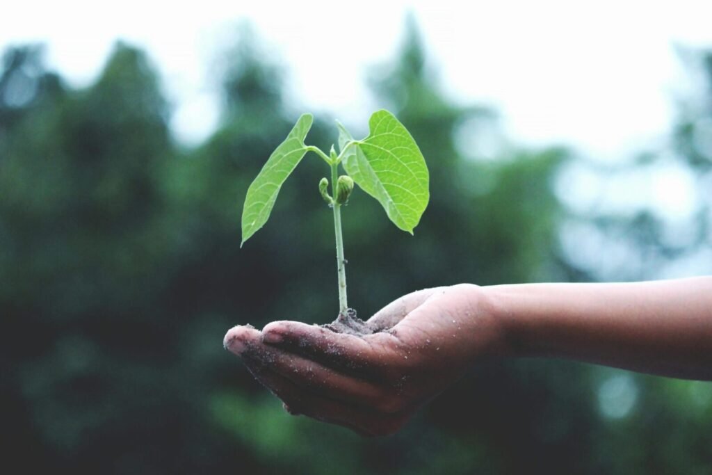 Photo by Akil Mazumder A young sapling held in hands symbolizes growth and sustainability.